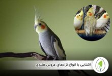 آشنایی با انواع نژادهای عروس هلندی - چیکن هچ