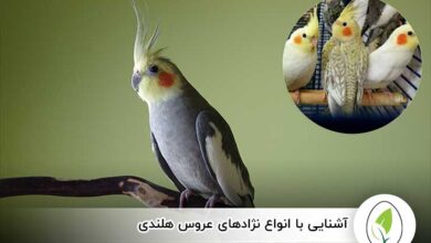 آشنایی با انواع نژادهای عروس هلندی - چیکن هچ