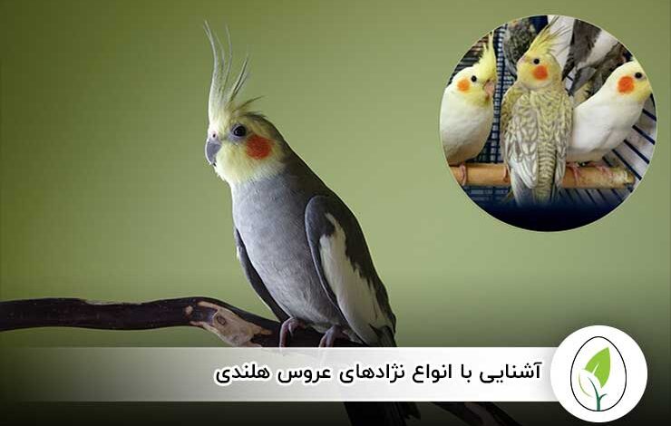 آشنایی با انواع نژادهای عروس هلندی - چیکن هچ