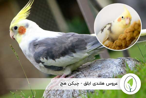 عروس هلندی ابلق - چیکن هچ
