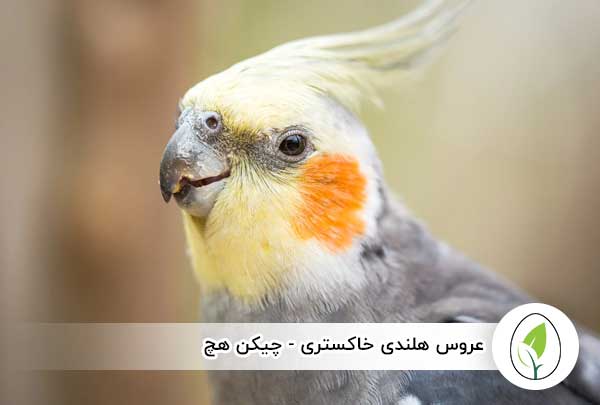 عروس هلندی خاکستری - چیکن هچ
