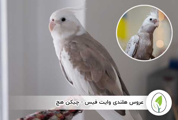عروس هلندی وایت فیس - چیکن هچ