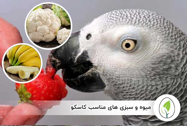 چه غذاهایی برای کاسکو ممنوع هستش؟ - چیکن هچ