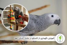 آموزش نگهداری از کاسکو - چیکن هچ