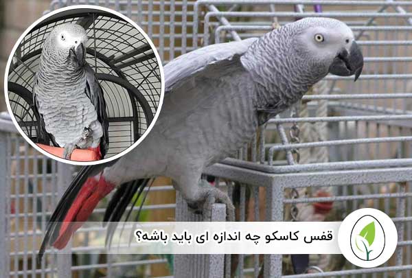 قفس کاسکو چه اندازه ای باید باشه؟ - چیکن هچ
