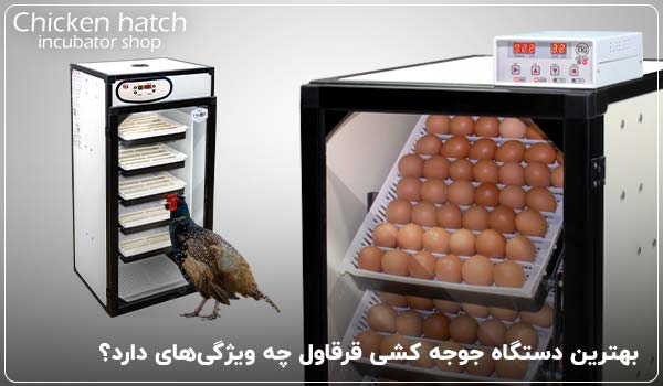 بهترین دستگاه جوجه کشی قرقاول چه ویژگی‌های دارد؟ - چیکن هچ