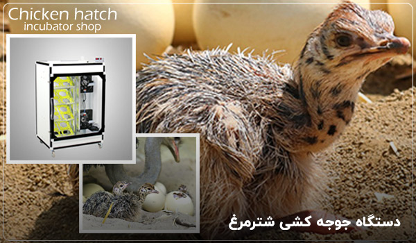 قیمت و خرید دستگاه جوجه کشی شترمرغ - چیکن هچ